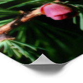 Poster Effet Orton de cônes de pin miniature pour bébé (Coin)