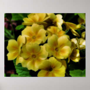 Poster Effet Orton des fleurs de Primrose jaune