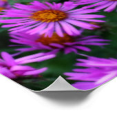 Poster Effet Orton Fleurs d'aster rose d'automne (Coin)