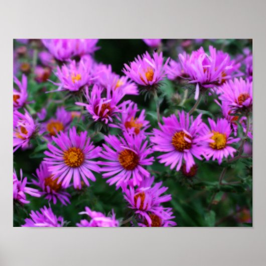 Poster Effet Orton Fleurs d'aster rose d'automne (Devant)