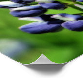 Poster Effet Orton simple Lupine Bleue (Coin)