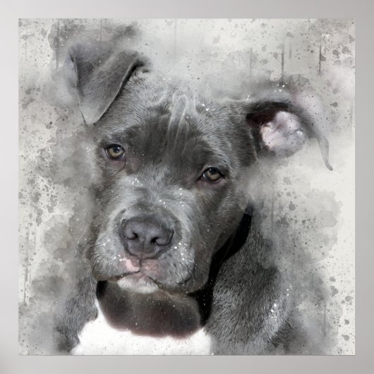 Poster Effet Splatter Aquarelle Peinture Pit Bull Chien (Devant)