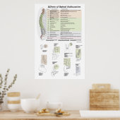 Poster Effets de la subbluxation de la colonne vertébrale (Cuisine)