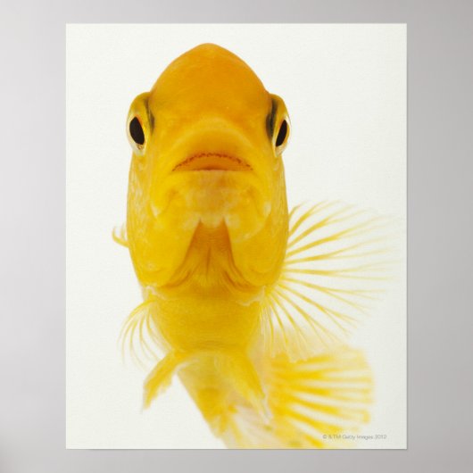 Poster Également connu sous le nom de poisson rouge à que (Devant)