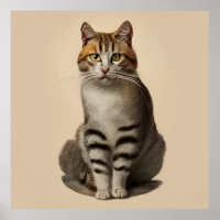Egée - Portrait de chat