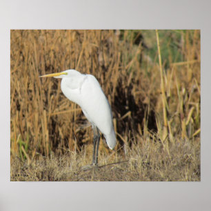 Poster - Egret in gras