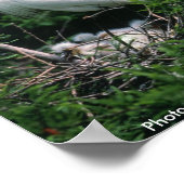 Poster / Egret neigeux (Coin)