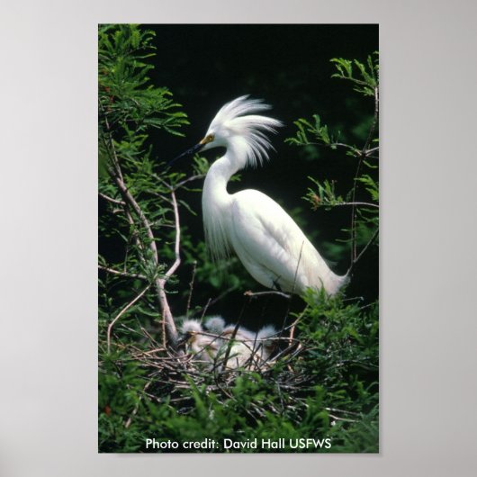 Poster / Egret neigeux (Devant)