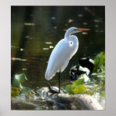 Poster Egret with Turtles (Devant)