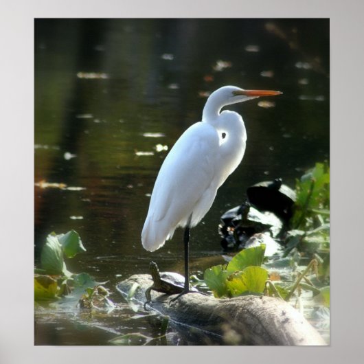 Poster Egret with Turtles (Devant)