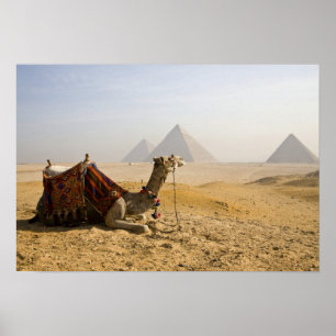 Poster Égypte, Le Caire. Un chameau solitaire