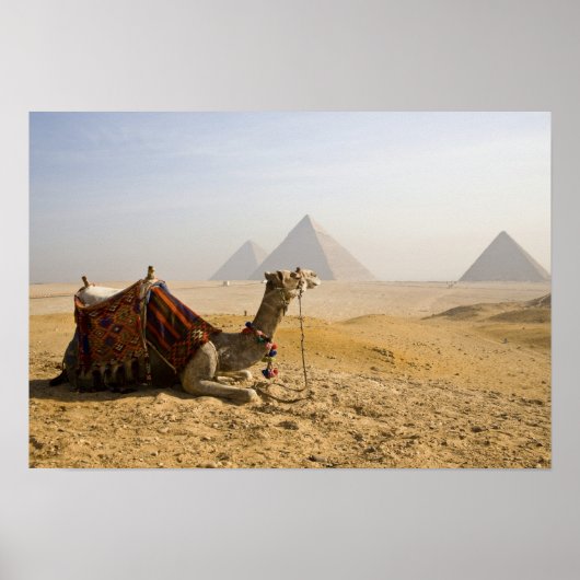 Poster Égypte, Le Caire. Un chameau solitaire (Devant)