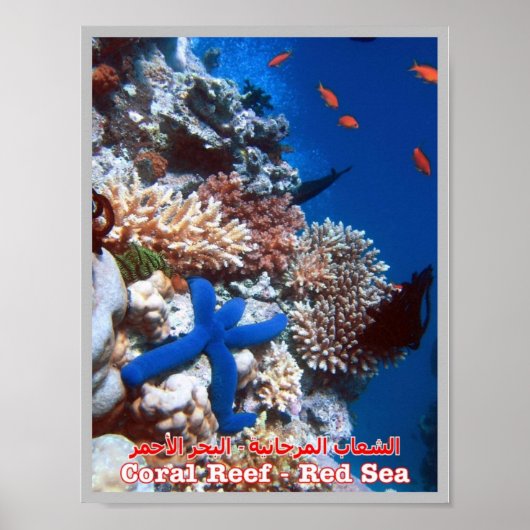 Poster Égypte - Mer Rouge - Barrière de corail - (Devant)