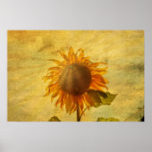 Poster Eine Sonnenblume (Devant)