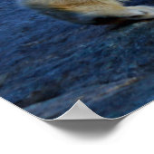 Poster Eisbaer (Coin)