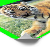 Poster El Tigre ( En Anglais : Le Tigre) (Coin)