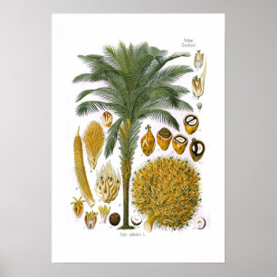 Poster Elaeis guineensis (oil palm)