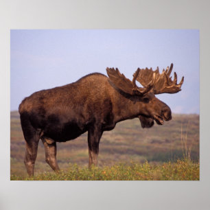 Poster élan, Alces alces, taureau avec grands bois