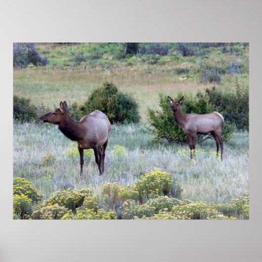 Poster Élan d'Amérique | Colorado (Devant)