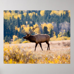 Poster Élan dans le parc national de Rocky Mountain, Colo