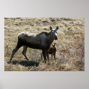 Poster Élan femelle d'Alaska avec son petit