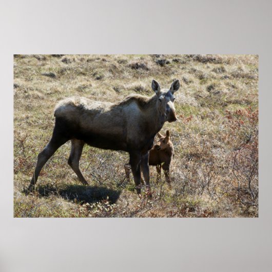 Poster Élan femelle d'Alaska avec son petit (Devant)