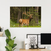 Poster Élan mâle en velours, Canada (Bureau à domicile)