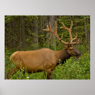 Poster Élan mâle   Parc national de Banff, Alberta, Canad