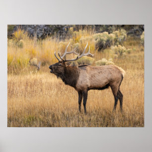 Poster Élan mâle Parc national de Yellowstone