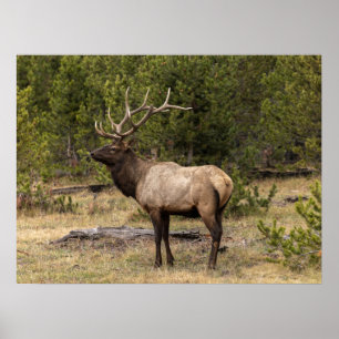 Poster Élan mâle Parc national de Yellowstone, Wyoming