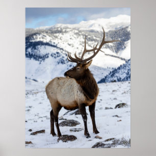 Poster Élan mâle solitaire dans la neige Parc national