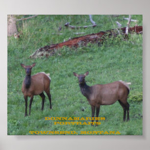 Poster Élans du Montana