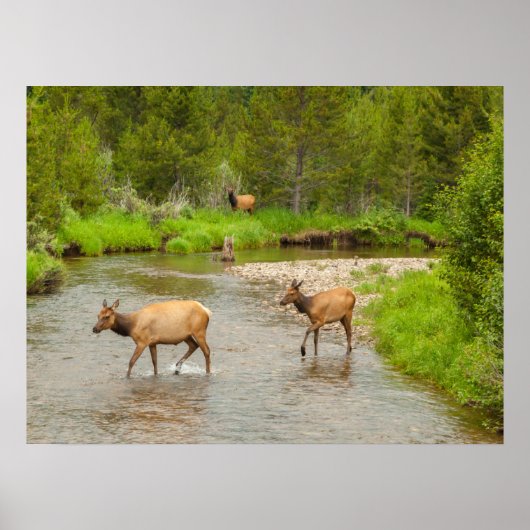 Poster Élans traversant la rivière Colorado (Devant)