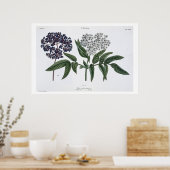 Poster Elder, fig. 13 de "The Young Landsman", publie (Cuisine)