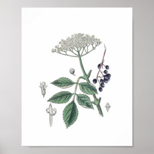 Poster Elderberry Bush Flower White & Green Botany