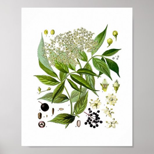 Poster Elderberry Elegance: A Vintage Botanical (Devant)