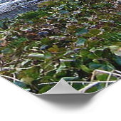 Poster Eleanor Roosevelt Monument (Coin)