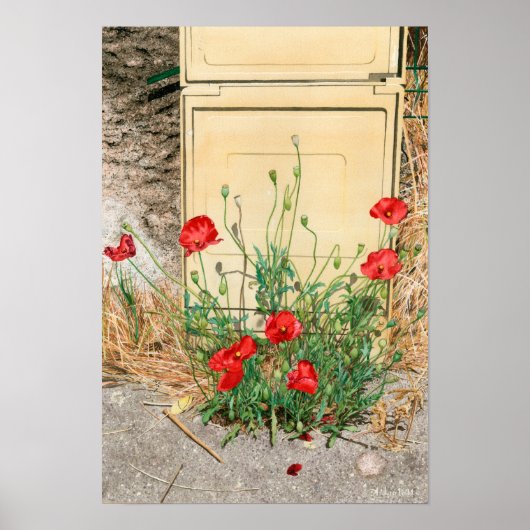 Poster Electric box poppy (Devant)