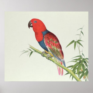 Poster Electus Parrot, on a bamboo shoot