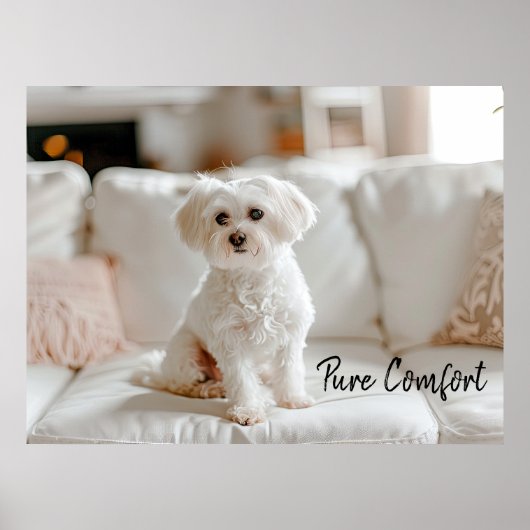 Poster Elégance cosy : Maltais sur le canapé (Devant)