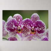 Poster Élégance de Phalaenopsis (Devant)