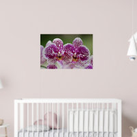 Élégance de Phalaenopsis