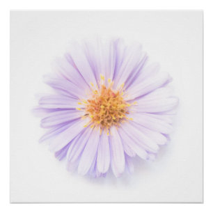 Poster Élégance fleur unique