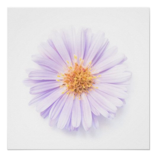 Poster Élégance fleur unique (Devant)