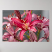 Poster Élégance floue : Pink Asiatic Lily Flower Photo (Devant)