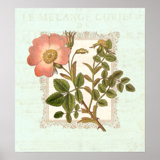 Poster Élégance vintage Rose Rose Shabby (Devant)