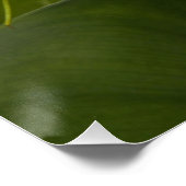 Poster Elégant blanc Calla Lily Floral (Coin)