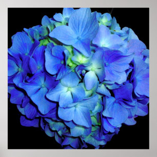 Poster Elégant bleu floral bleu rose hydrangée bleue