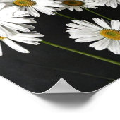 Poster Elegant Botanical Still Life of Radiant White Oxey (Coin)