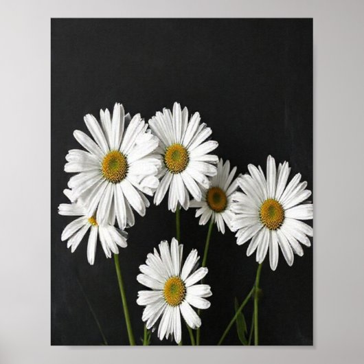 Poster Elegant Botanical Still Life of Radiant White Oxey (Devant)